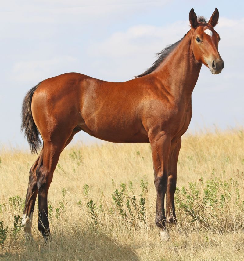 029 - Fire Fox Debutante colt
